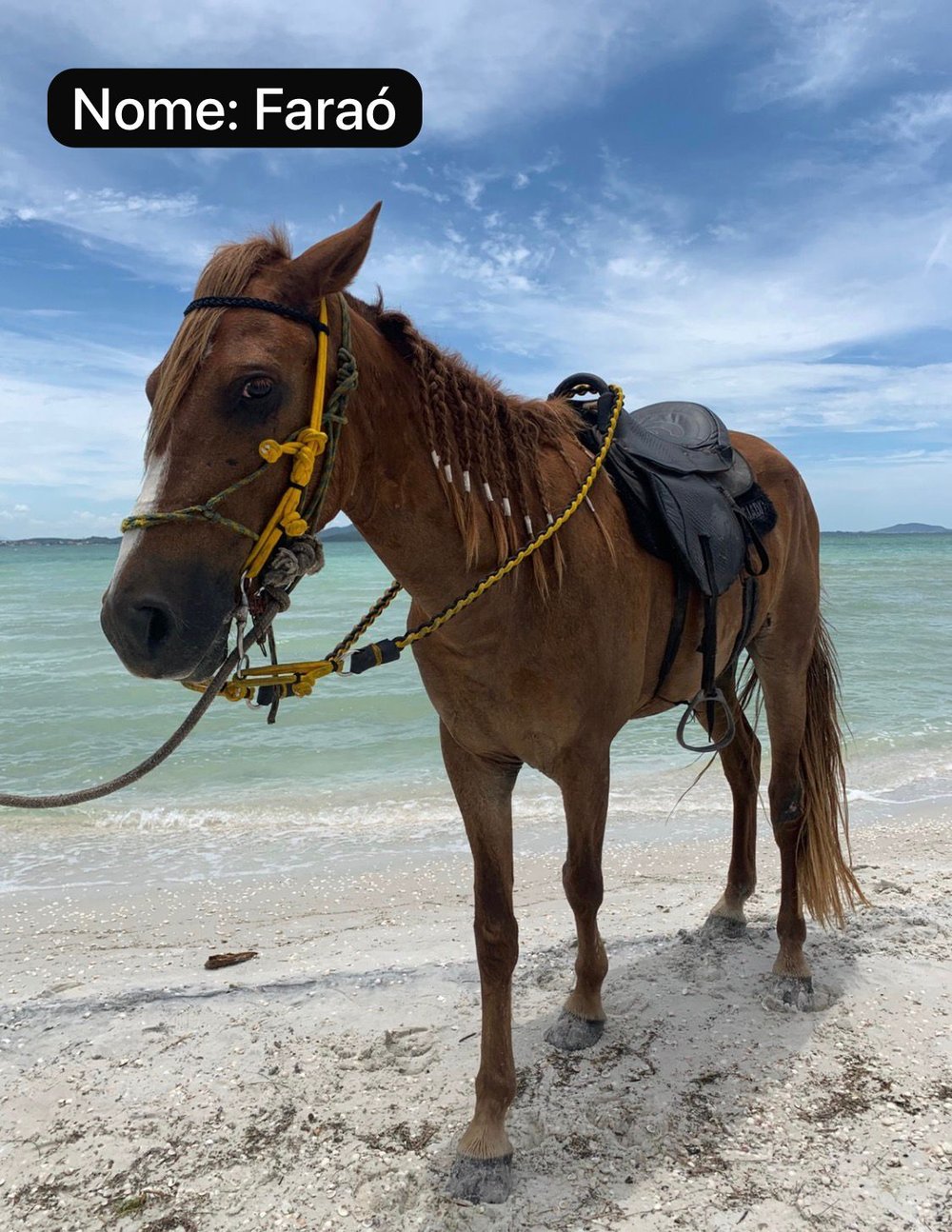 Passeio a Cavalo na Praia de Arraial do Cabo