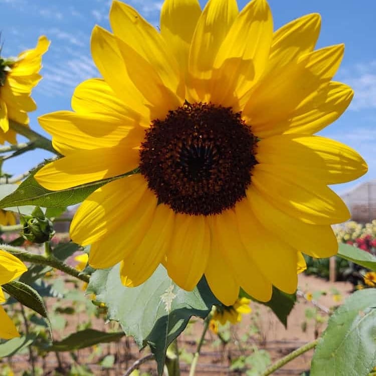 18/02 Holambra, Cidade das Flores 