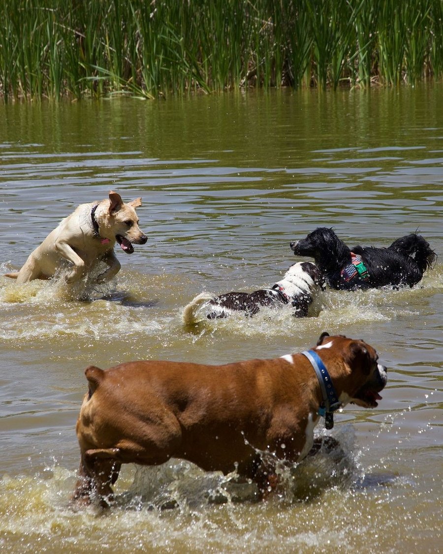Trilha Pet + Degustação de Vinhos e Almoço na Vinícola Saccomani