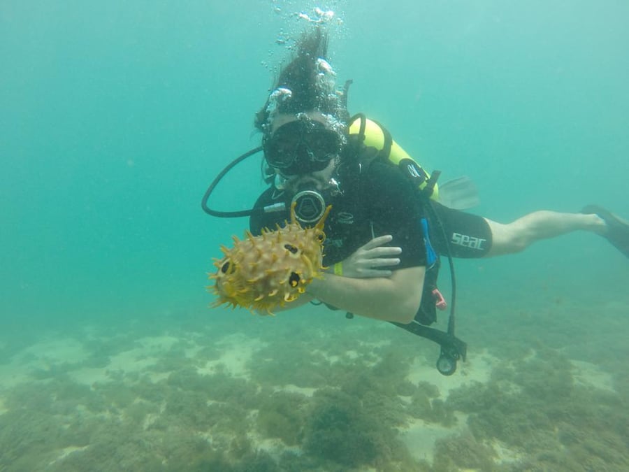 Foto subaquática mostrando peixes e vida marinha local