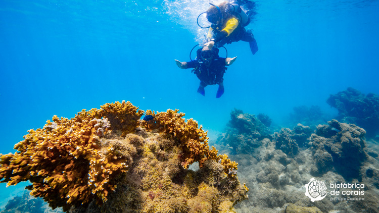 Bioturista mergulhando na área dos recifes de corais em Porto de Galinhas