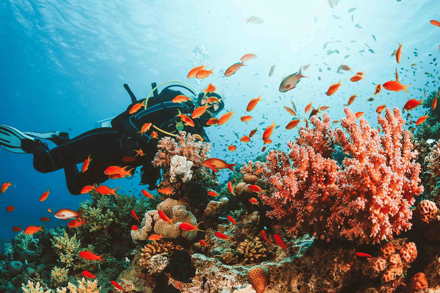 Vida Marinha de Arraial do Cabo: O que Ver no Passeio de Barco