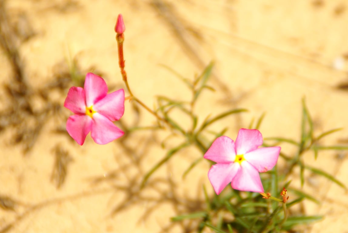 Cada estação transforma o Catimbau, essa é a vez da primavera