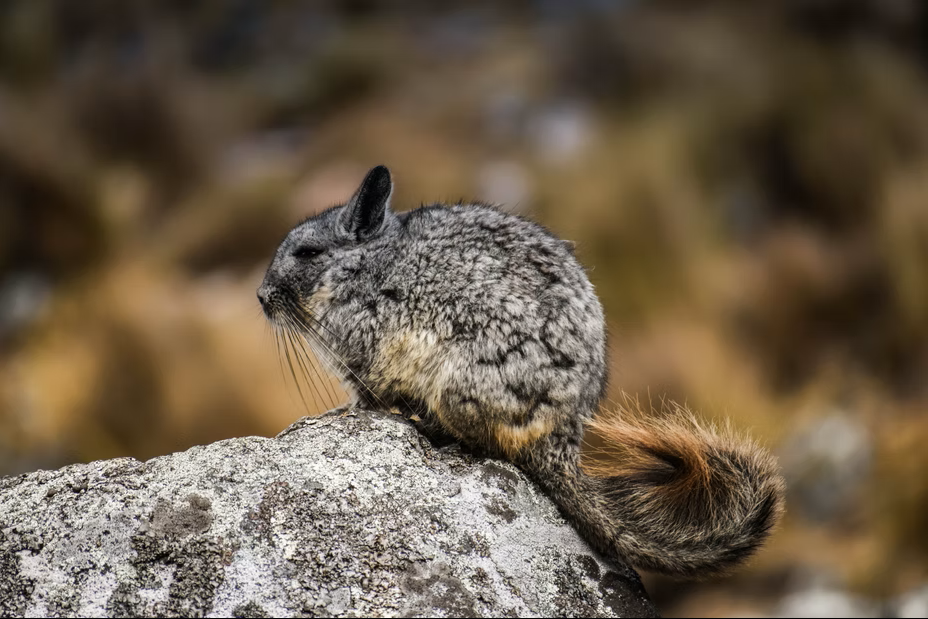Huayhuash - trekking - Peru