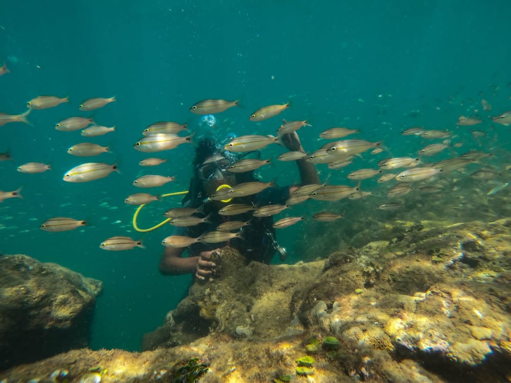 Cardume de Peixes