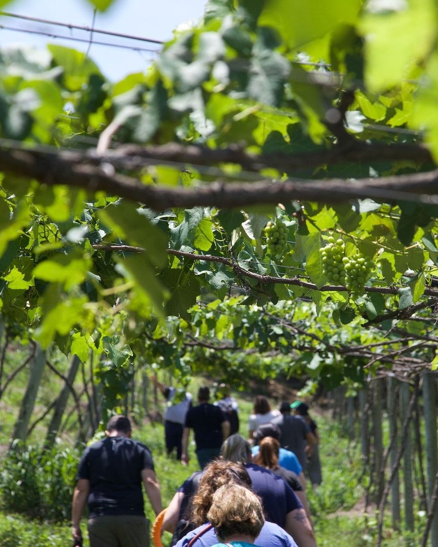 Trilha Pet + Degustação de Vinhos e Almoço na Vinícola Saccomani