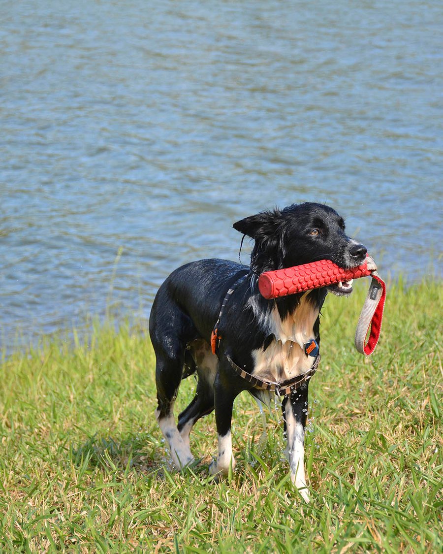 Day Use Hotel Fazenda Monteleone Pet Friendly