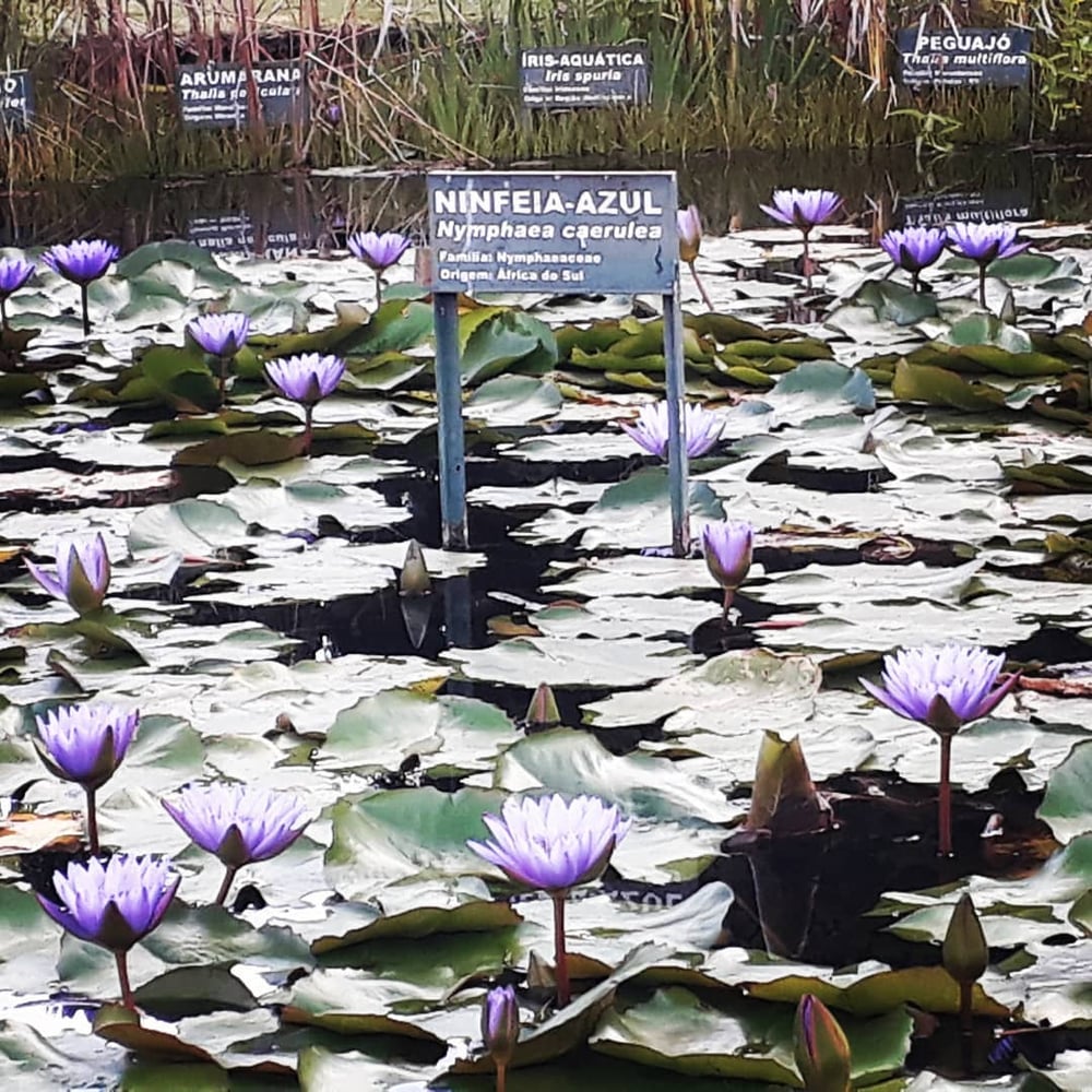 23/04 Jardim Botânico Plantarium e Cultura Leta em Nova Odessa