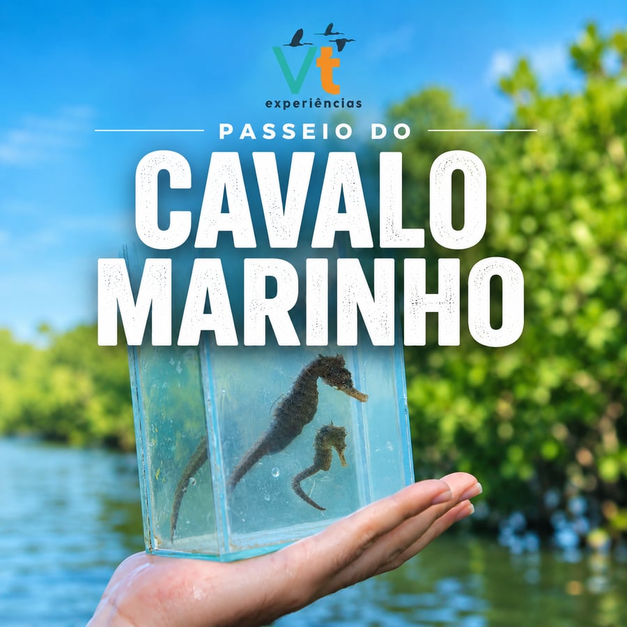 Passeio do cavalo marinha em barra grande - Piauí