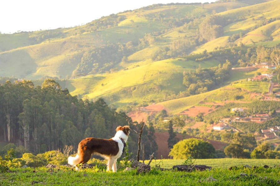 Camping de montanha pet friendly