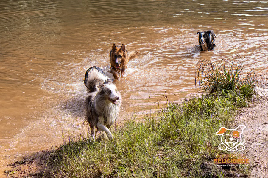 Fazenda Nossa Senhora Conceição pet friendly Jundiaí