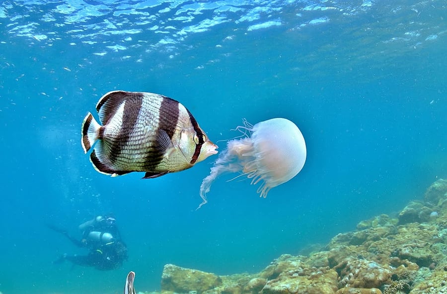 Mergulho com Cilindro em Arraial do Cabo