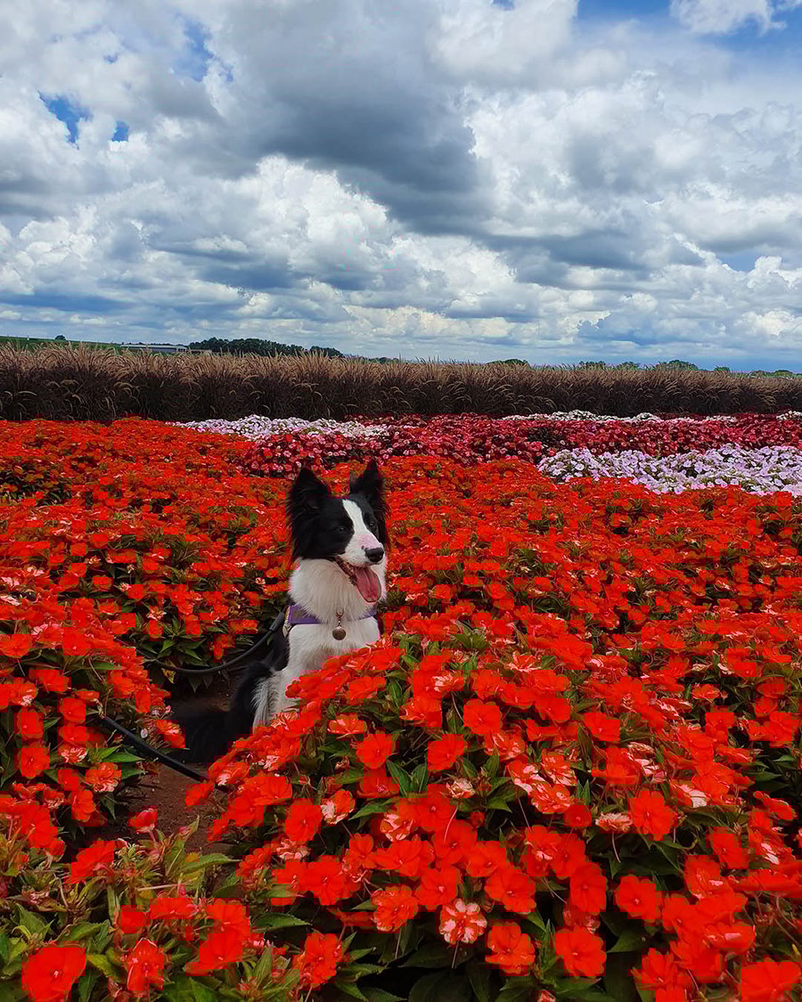 Passeio pelos campos de flores