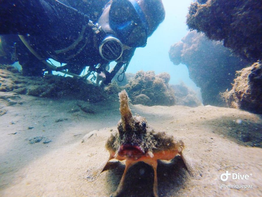 Turista mergulhando próximo aos recifes de coral em Morro de São Paulo