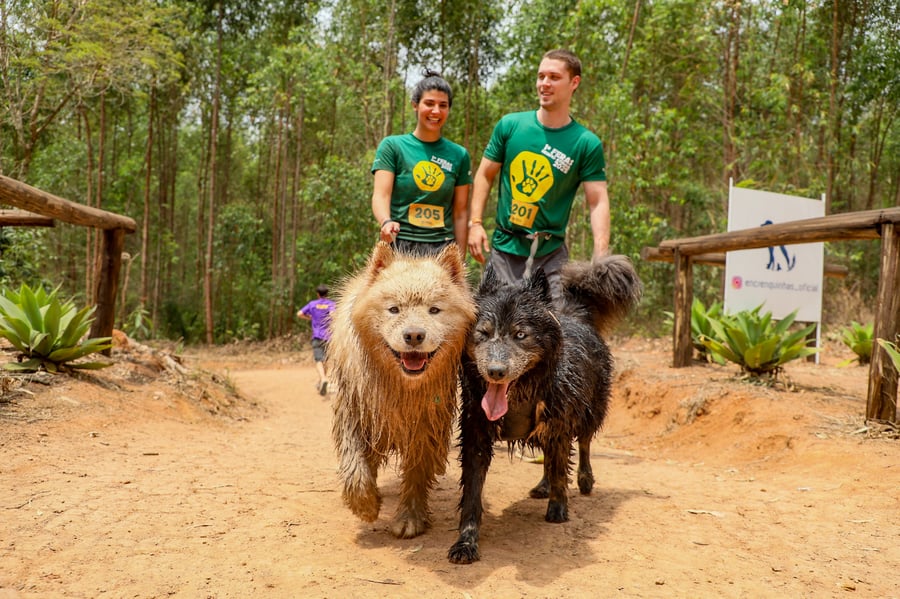 Desafio Feras Pet Friendly