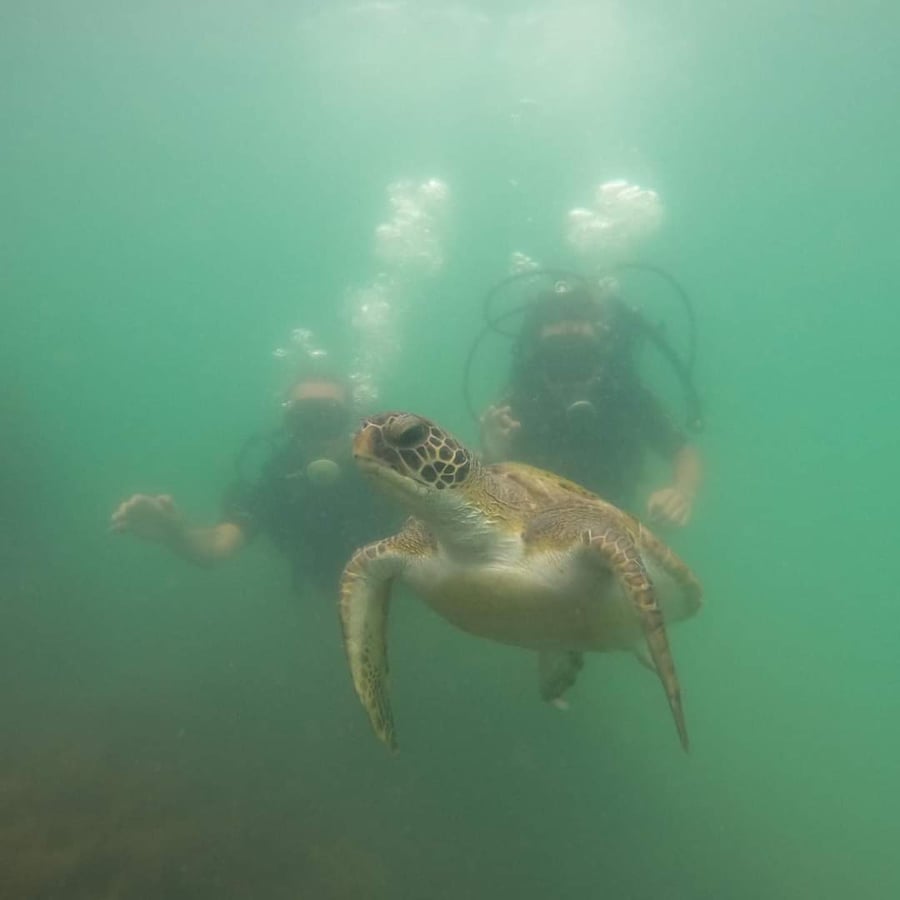 Mergulhador observando uma tartaruga marinha em Bombinhas.