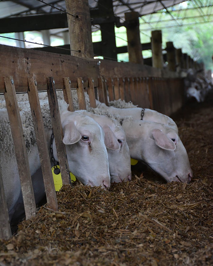 Visita Guiada com Degustação de Queijos e Almoço na Fazenda Atalaia