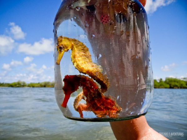  Cavalo marinho capturado para observação - Foto: hospedagem Barra Grande