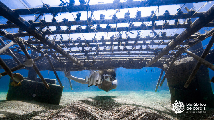 Bioturista mergulhando na área do berçário de corais em Porto de Galinhas