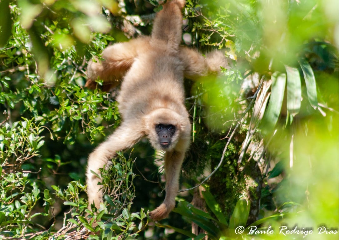 Observação de vida silvestre na Mata Atlântica