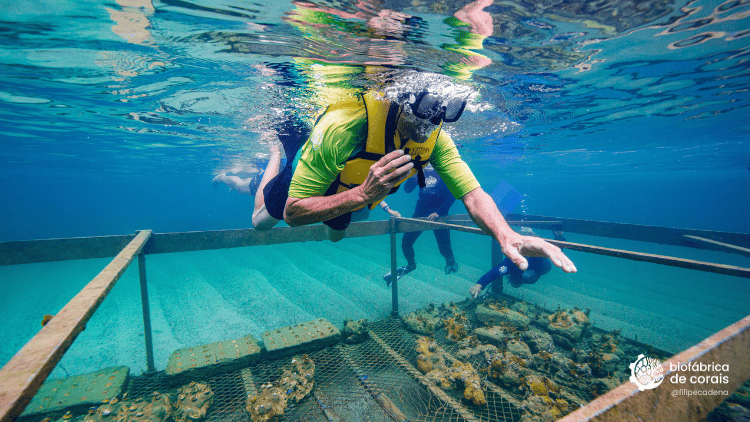 Bioturista em mergulho de flutuação na área do berçário de corais em Porto de Galinhas