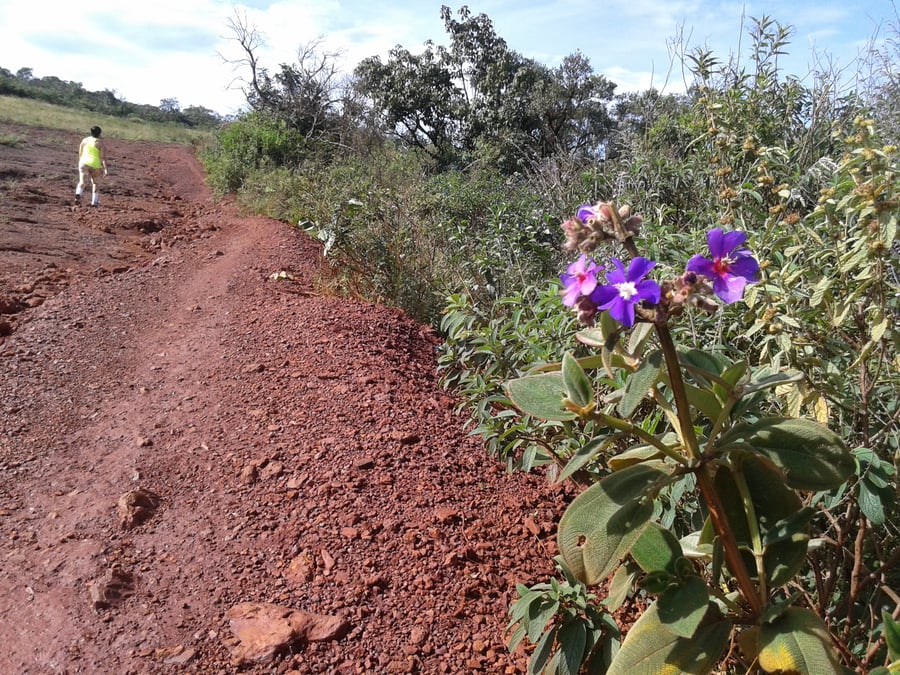 Trilha com participante ao fundo floração local