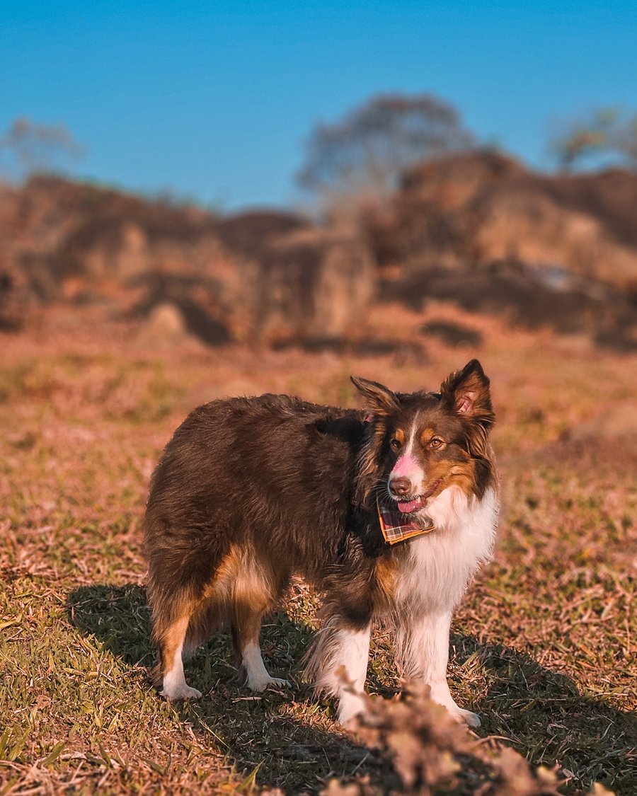 Trilha pet do pôr do sol em Itupeva