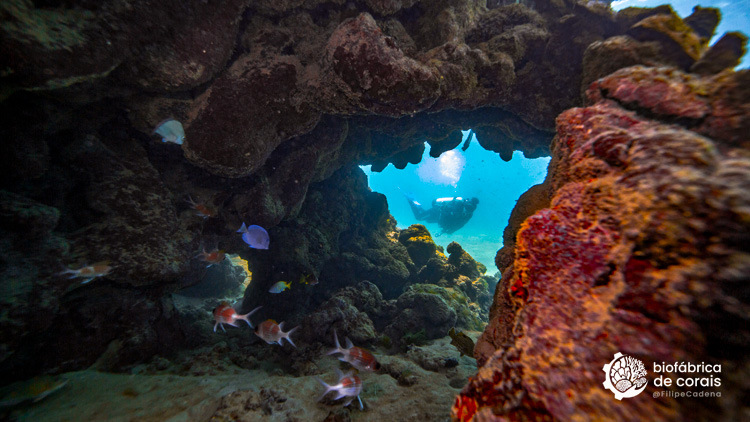 Bioturista mergulhando na área dos recifes de corais em Porto de Galinhas
