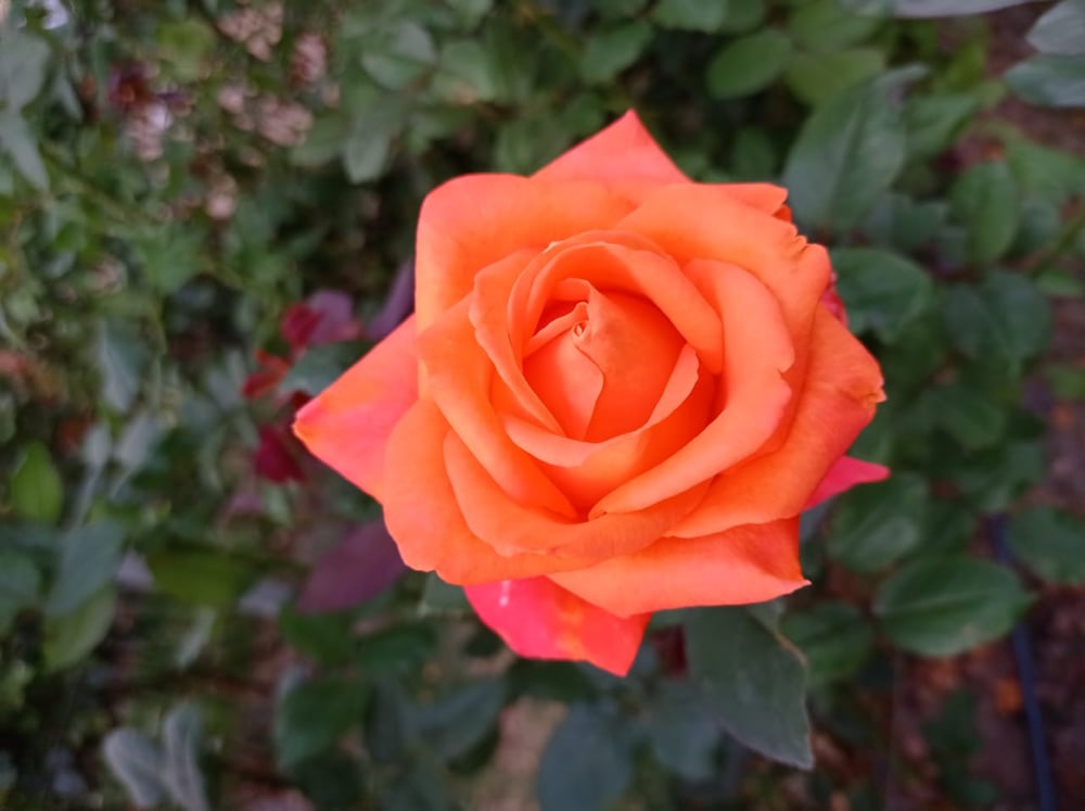 18/02 Holambra, Cidade das Flores 