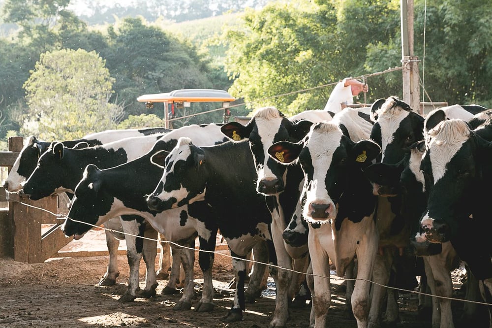 Visita Fazenda Atalaia - Passeio histórico: do café ao queijo