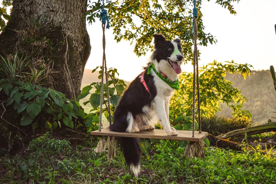 Camping de montanha pet friendly