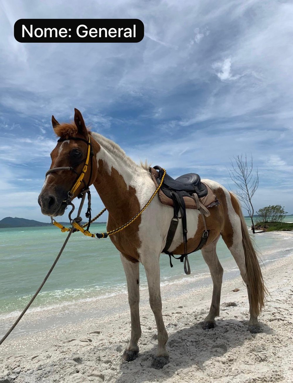 Passeio a Cavalo na Praia em Arraial do Cabo