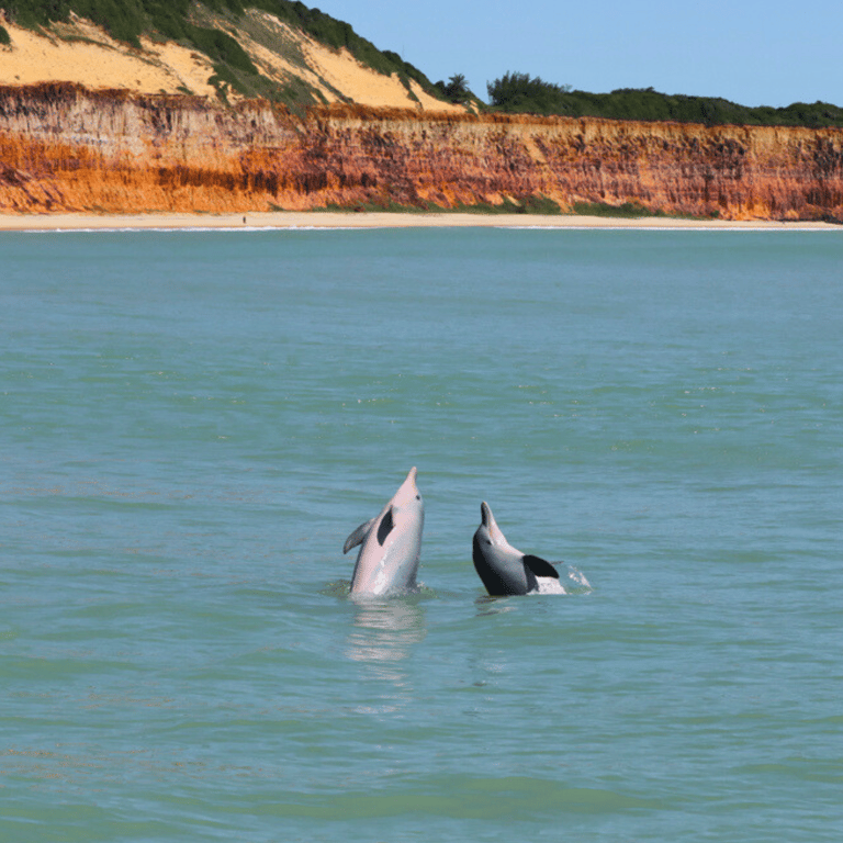 Descubra o valor do passeio de lancha em Pipa e como economizar