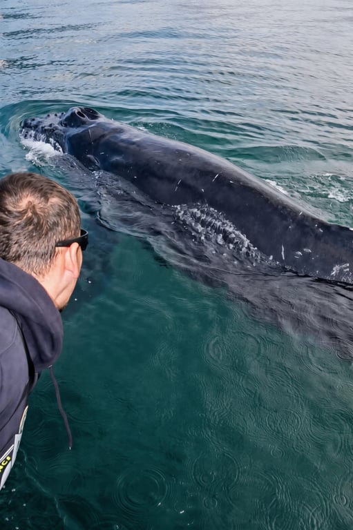Tartaruga marinha Ubatuba