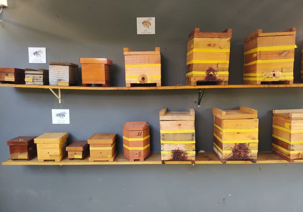 OFICINA DE INTRODUÇÃO À MELIPONICULTURA (abelhas sem ferrão)