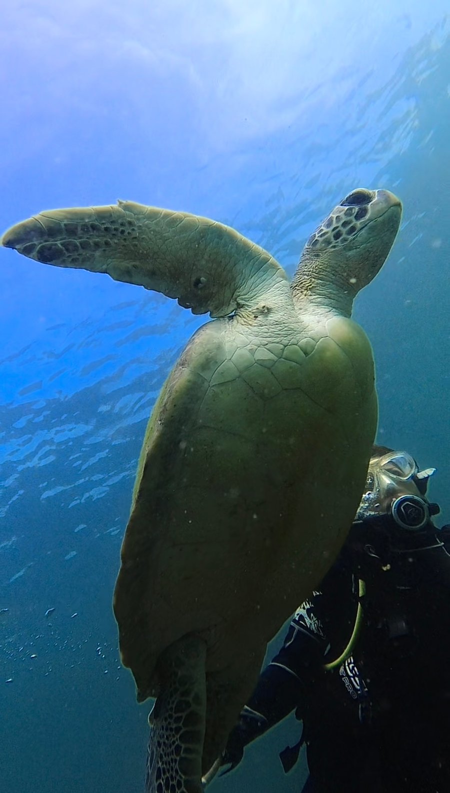 Tartaruga marinha na Barra