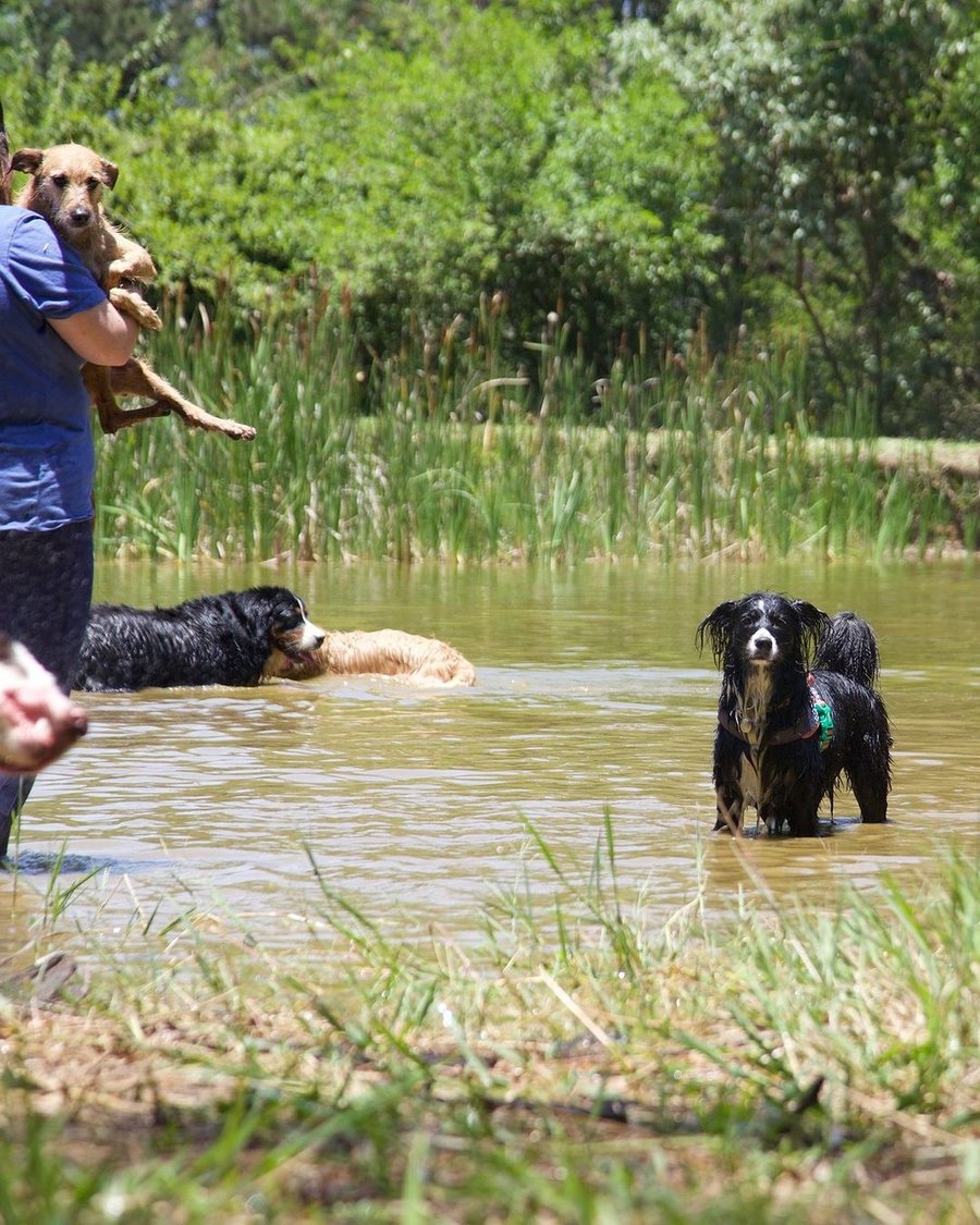 Trilha Pet + Degustação de Vinhos e Almoço na Vinícola Saccomani