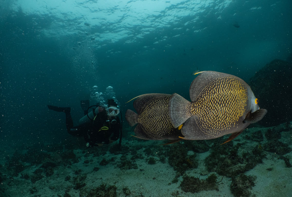 Snorkel com tartarugas em Arraial do Cabo