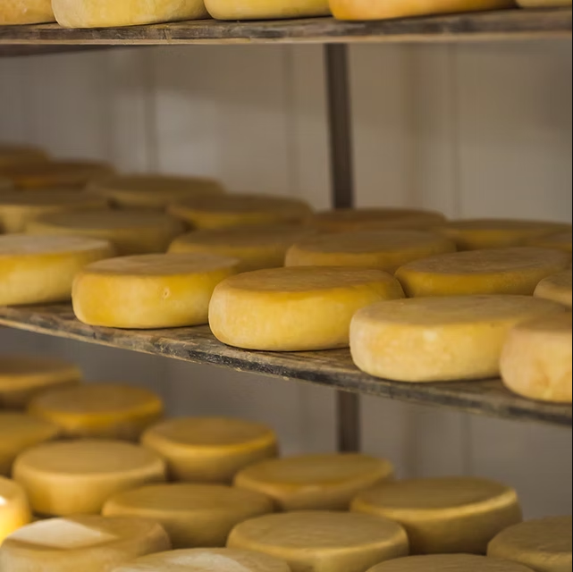 O queijo Minas Artesanal é uma iguaria da região do Campo das Vertentes e uma tradição mineira.