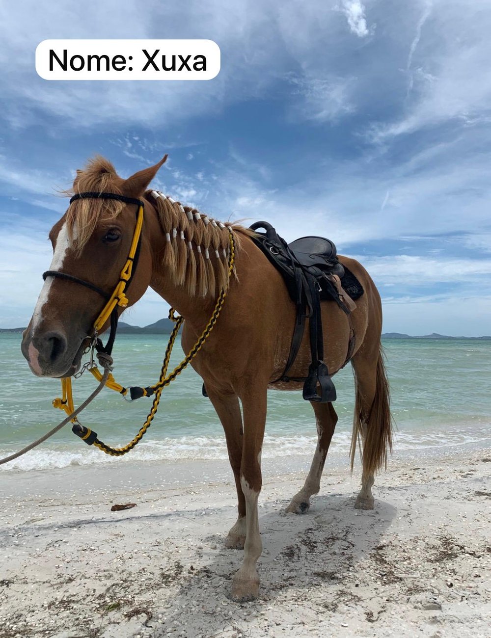Cavalgadas na Praia em Arraial do Cabo