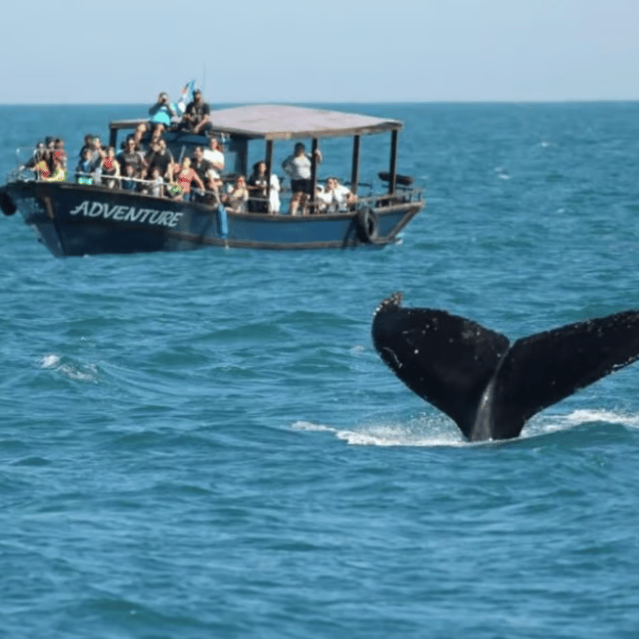 Avistamento Baleia em Arraial do Cabo