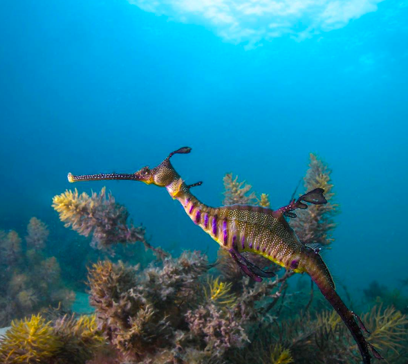 MERGULHO PARA CREDENCIADOS NA ILHA DE ÂNCORA EM BÚZIOS