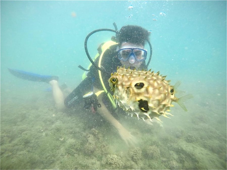 Experiência de mergulho guiado com a Explore Morro SP – Bahia