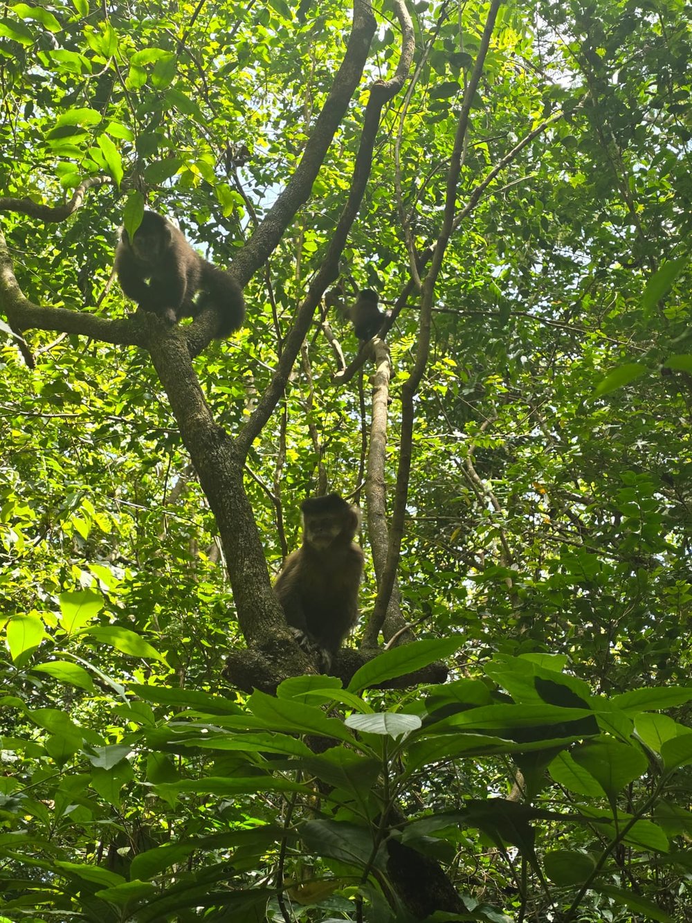 Mata Santa Genebra - macaco