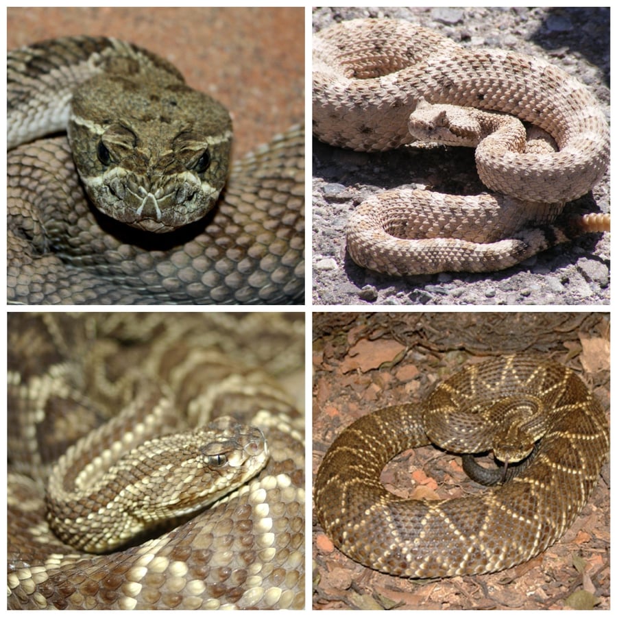 Serpentes e Peçonhentos