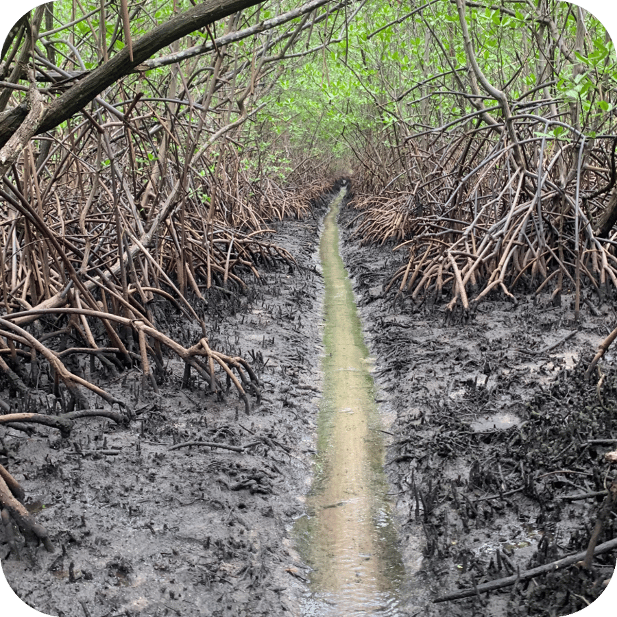Rota dos escravizados no manguezal