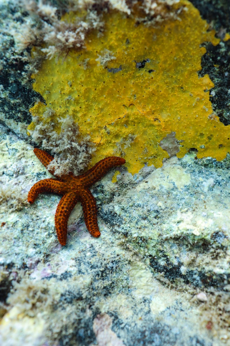 Estrela do mar repousando no fundo do mar de Arraial do Cabo