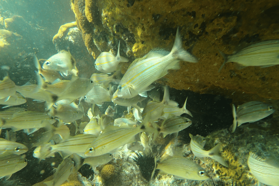 Vida Marinha de Arraial do Cabo