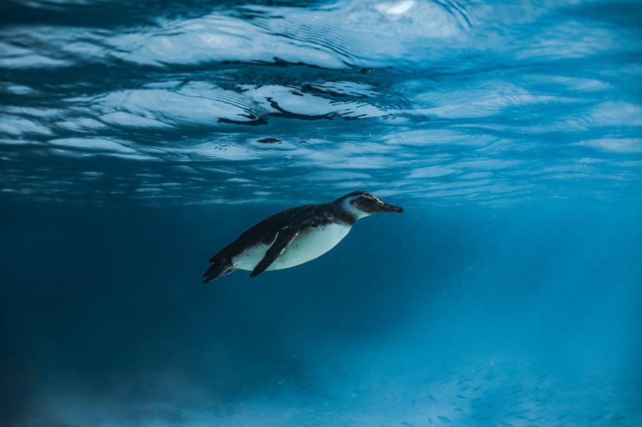 Pinguins em Arraial do Cabo: Um Mergulho Inesquecível