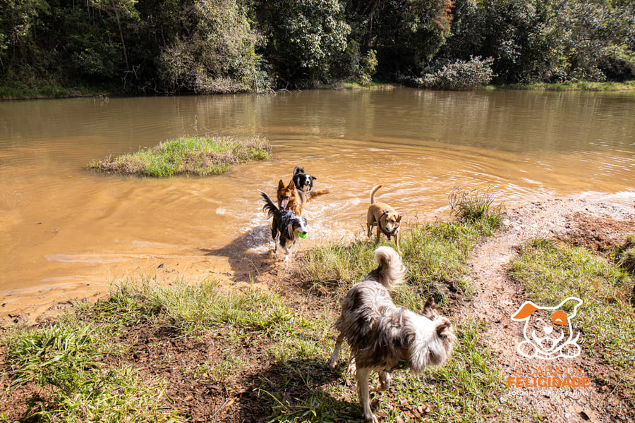 Fazenda Nossa Senhora Conceição pet friendly Jundiaí